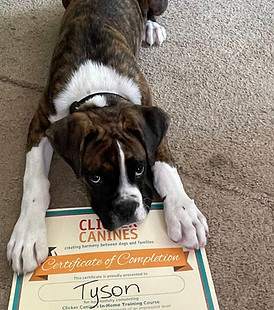 tyson1.jpg