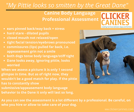 Canine Body Language Let's Assess (2).png