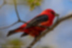 Other birds