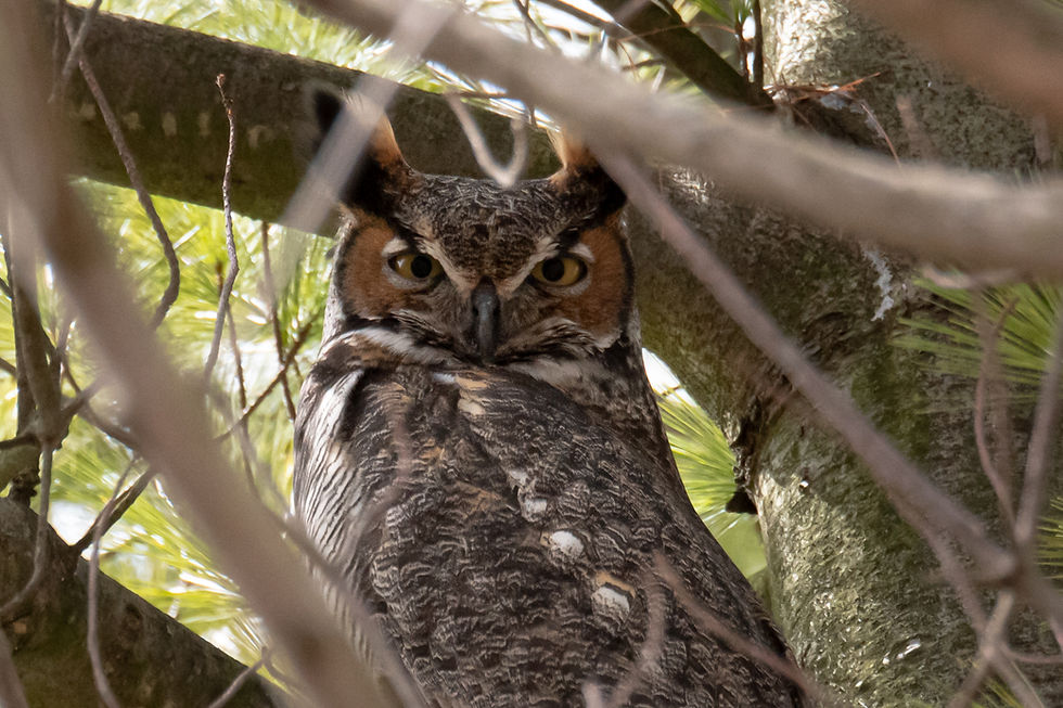 Owls