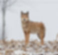 2022 All Wildlife