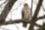 2025 All Wildlife
