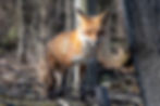 2019-20 All Wildlife
