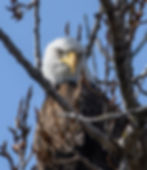 2023 All Wildlife