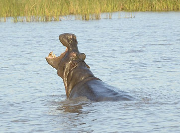 laurence6634-hippopotamus-3803890_640.jpg