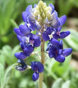 bluebonnet-7837830 (1).jpg