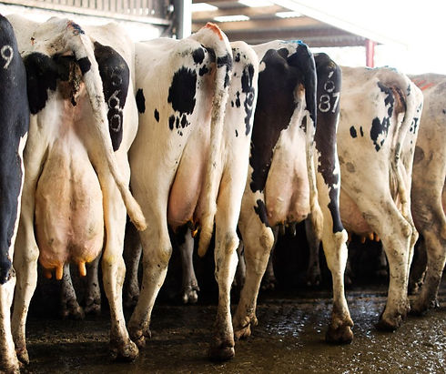 Industrial Dairy 2.jpg