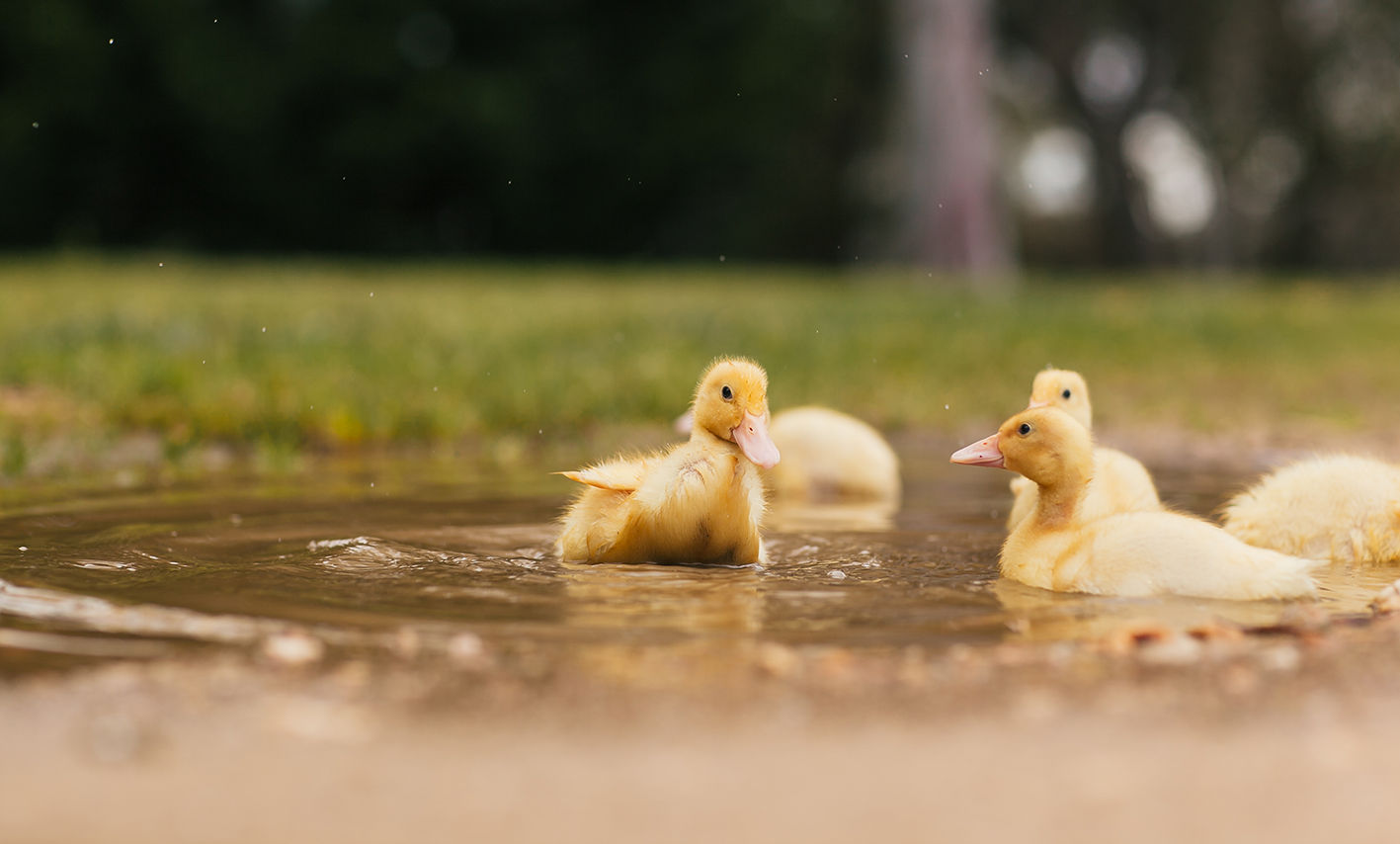 Ducklings-46b.jpg