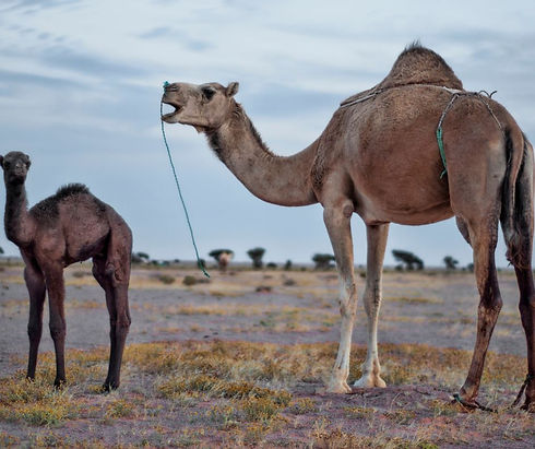 Camel.jpg