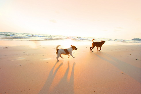 dogs.png