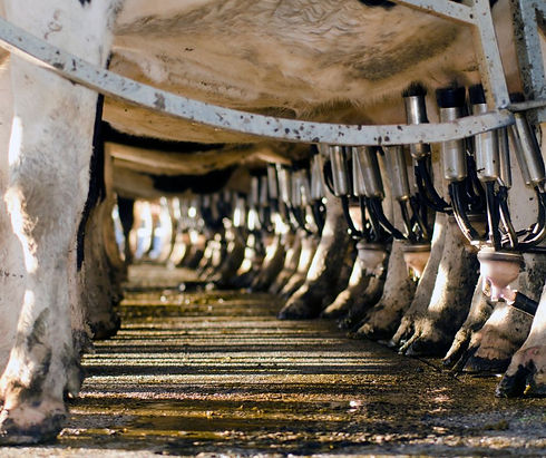 Industrial Dairy 1.jpg