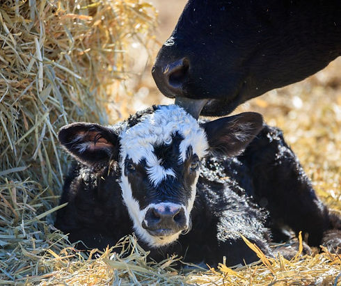 Calf 1.jpg