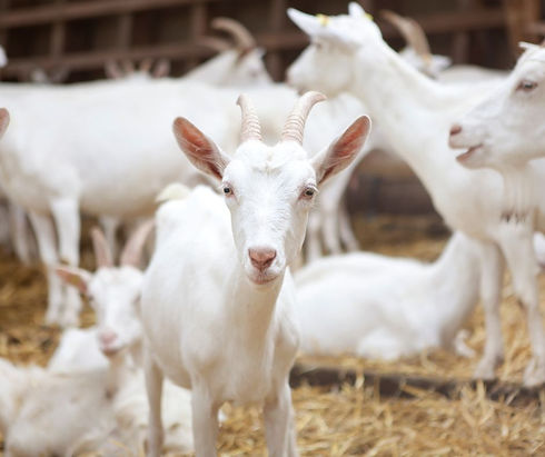 Goat Dairy 1.jpg