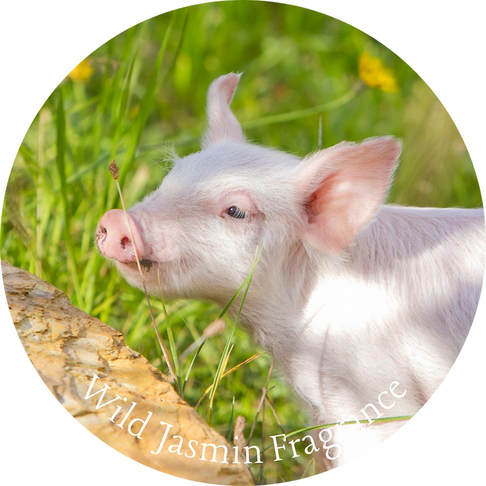 Thumbnail: Soy Candles