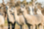 Alpacas