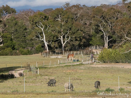 The Pigs of Big Jack Mountain