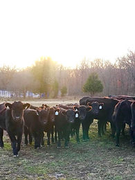 28471849_2029892357299050_75815493474659