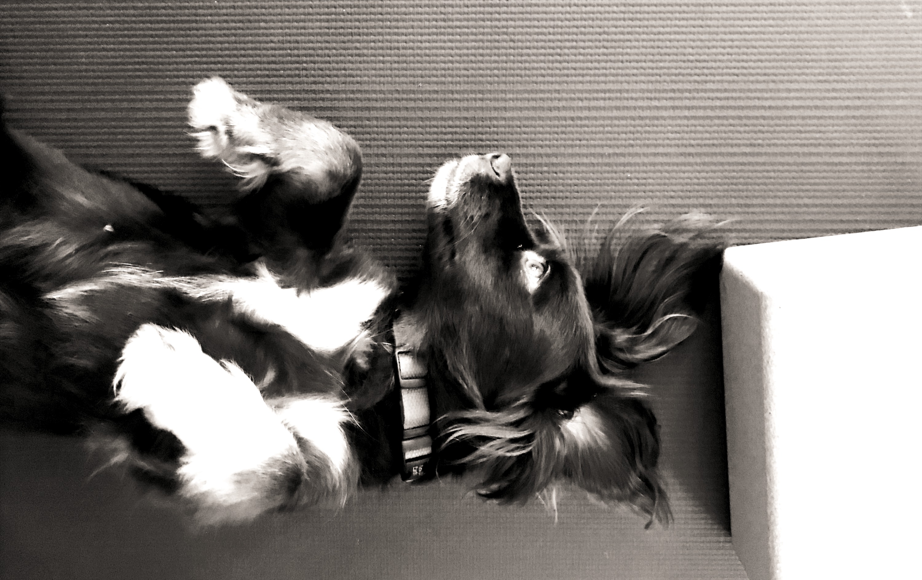 Journey, Yoga Pup