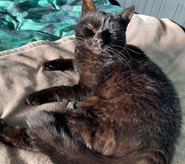 Pet sitting house cat, Jack