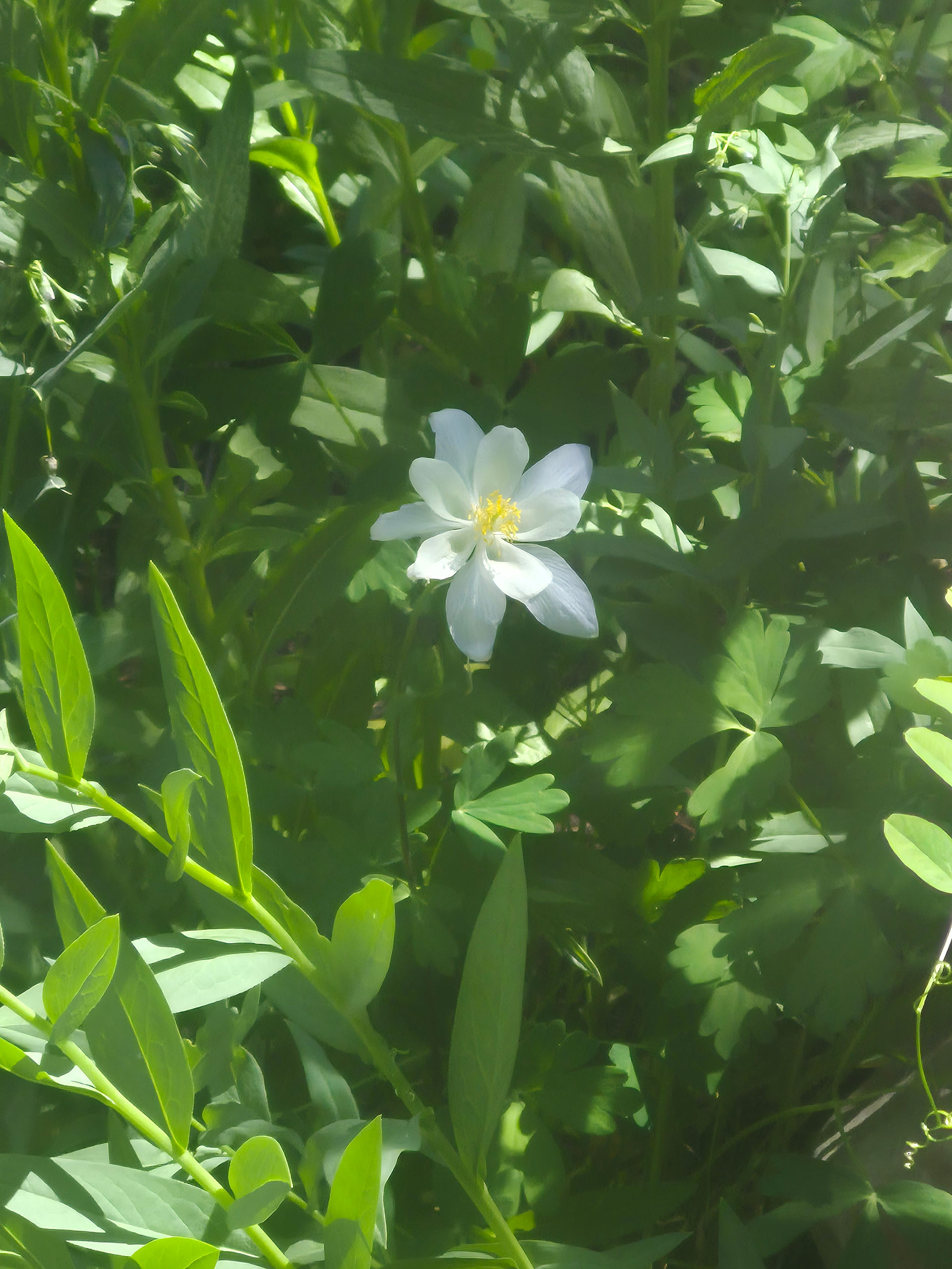Primrose