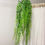Thumbnail: Hanging Fern