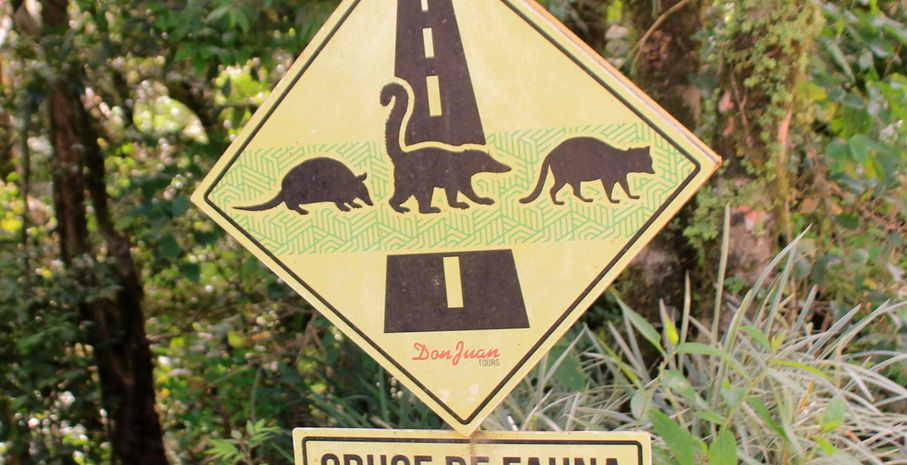 Animal crossing... we saw everything but the armadillo!