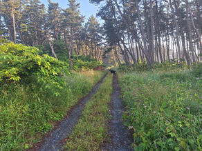 Nature - Not Crowds - in Northern Japan