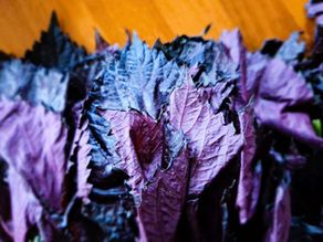 Shiso Is the Shizz