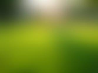 How to Keep Your Lawn Green and Healthy All Year Round