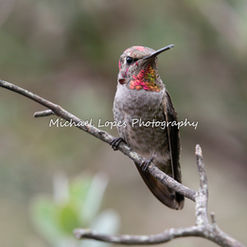 High Resolution 
 Photograph Ben Lomond California Michael Lopes Anna's Hummingbird with mottled colored feathering.
