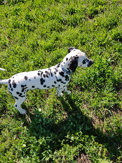 Dalmatian Puppy - Hera