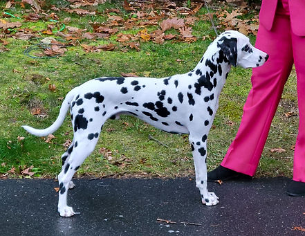 Romeo Stacked a black and white spotted standard AKC Dalmatian puppy from LINY Dalmatians