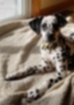 Sunny | LINY Dalmatians