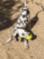 Crawford | LINY Dalmatians