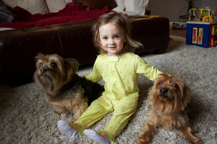 Time to get a dog - STAT!