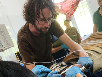 KIỂM TRA SỨC KHỎE VÀ ĐÁNH GIÁ TÌNH TRẠNG ĐỘNG VẬT HOANG DÃ ĐƯỢC CỨU HỘ TẠI VQG PHONG NHA - KẺ BÀNG