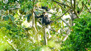 CONSULTATIVE WORKSHOP ON THE CURRENT STATUS AND CONSERVATION SOLUTIONS FOR THE BLACK-SHANKED DOUC LANGUR AT BA DEN MOUNTAIN