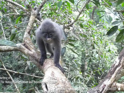 CHIÊM NGƯỠNG VOỌC XÁM ĐÔNG DƯƠNG QUA BẪY ẢNH