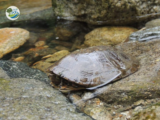 Điều tra và giám sát rùa bằng thiết bị thu phát sóng ngắn ở Khu bảo tồn Xuân Liên