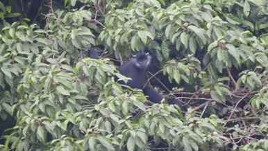 Rediscovered a sub-population of the critically endangered Delacour’s langurs in the Huong Son special-use forests of Ha Noi