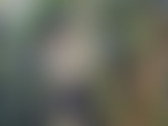 Bảo tồn Vượn đen má trắng (Nomascus leucogenys) tại Vườn Quốc gia Vũ Quang, tỉnh Hà Tĩnh