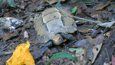 ENHANCE COOPERATION FOR TURTLE AND TORTOISE SPECIES CONSERVATION AT XUAN LIEN NATURE RESERVE