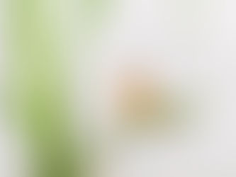 HOPE TAKES FLIGHT: POSITIVE SIGNS FROM THE RED RIVER’S SEASONAL WETLANDS 