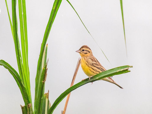 HOPE TAKES FLIGHT: POSITIVE SIGNS FROM THE RED RIVER’S SEASONAL WETLANDS 