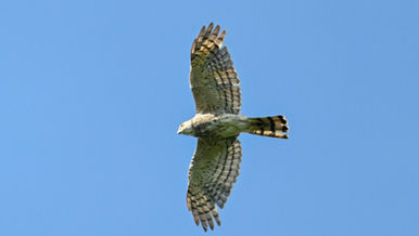 BIODIVERSITY SURVEY AT EA SO NATURE RESERVE AND ITS IMMEDIATE ADJOINING FOREST 