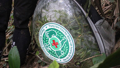 THE HOMECOMING OF INDOCHINESE BOX TURTLES