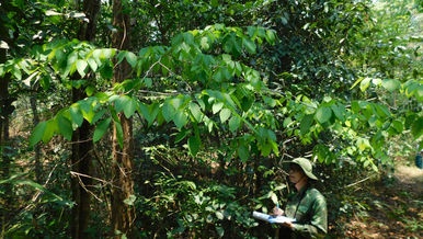 THE PROPOSED PLAN FOR MANAGEMENT AND CONSERVATION OF THE VUNERABLE <i>DALBERGIA COCHINCHINENSIS</i> AND ENGANGERED <i>DALBERGIA OLIVERI</i> IN VIETNAM