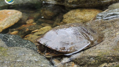 Studying and monitoring turtles and tortoises in Xuan Lien Nature Reserve