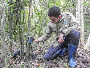 Bò tót, bò rừng, cheo cheo lưng bạc, khu bảo tồn thiên nhiên ea sô