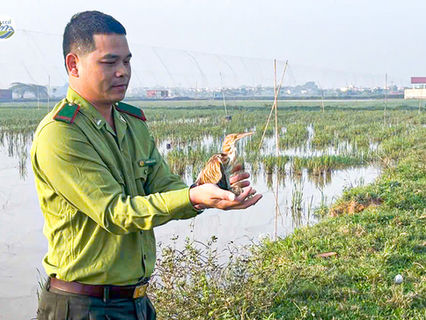 BẢO VỆ CHIM HOANG DÃ Ở HƯƠNG SƠN - MỸ ĐỨC, HÀ NỘI